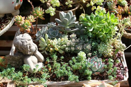 冬天栽种多肉容易成活吗