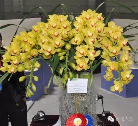 耐寒又不怕晒的植物