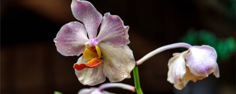 兰花浇水多久一次(兰花多久浇一回水)