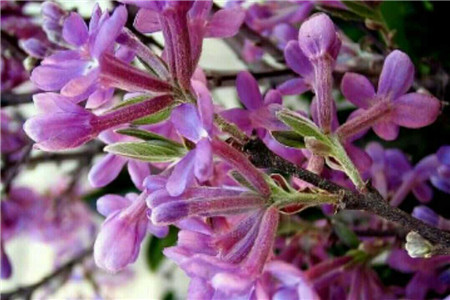 芫花根的功效与作用图片