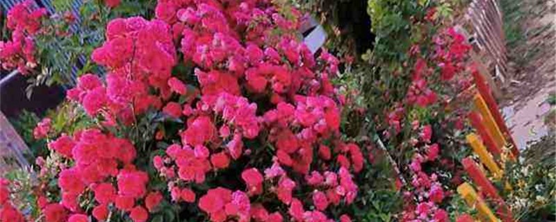 蔷薇叶子发黄怎么办处理方法黄叶枯萎的原因(蔷薇叶子发黄怎么挽救)