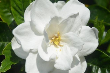 栀子花怎样开花多又好看