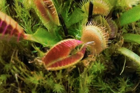 捕蝇草的用途