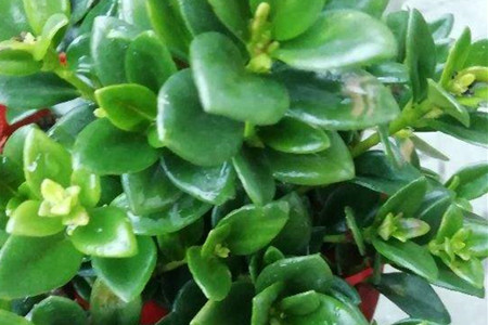 金鱼吊兰对阳光有什么要求