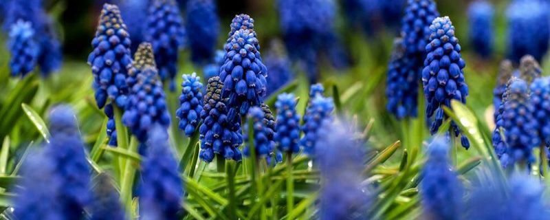 超耐寒的8种植物不怕冻伤哦(耐寒又不怕晒的植物)