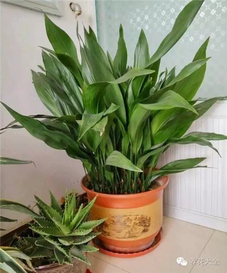 耐寒又不怕晒的植物