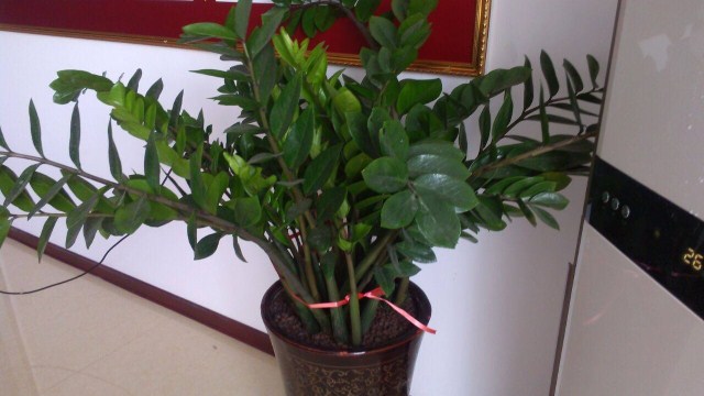 金钱树掉叶子怎么办(金钱树掉叶子怎么挽救)