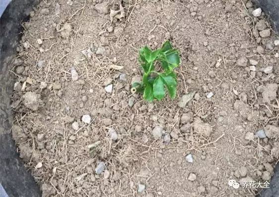 剩水果可以干啥