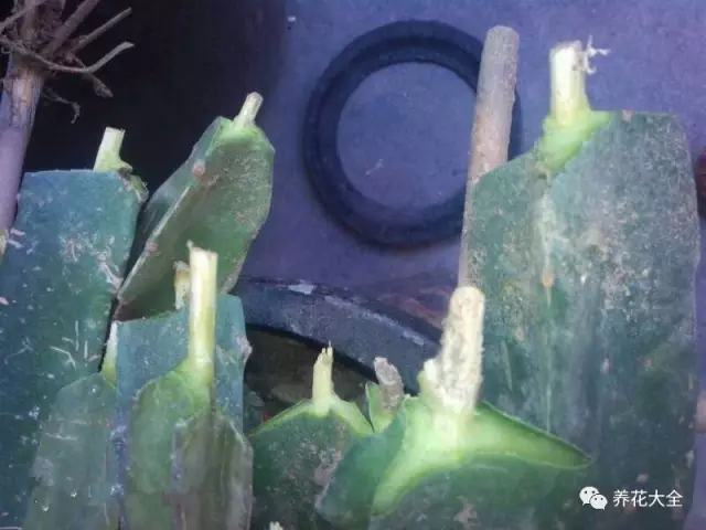 剩水果可以干啥