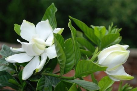 适合家里养的18种花的图片