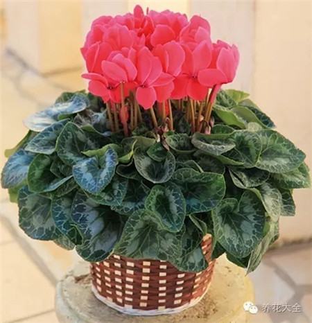 耐寒又不怕晒的植物