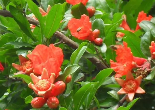 剩水果可以干啥