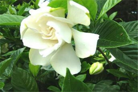 栀子花怎样开花多又好看