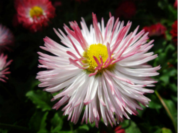 翠菊的栽培要点