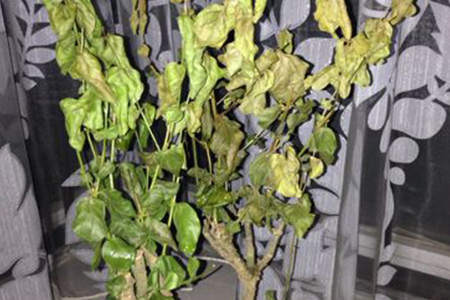 怎样给茉莉修剪枝子