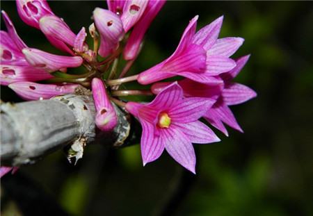 红花石斛什么时候开花的