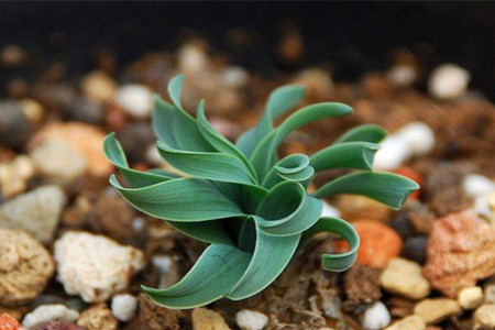 弹簧草的品种有多少