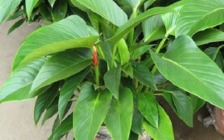 金钻冬天怎么养护和浇水