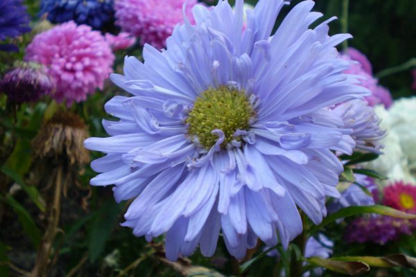 翠菊怎么施肥这样做夏秋花朵开不停！(翠菊的栽培要点)