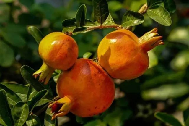 剩水果可以干啥