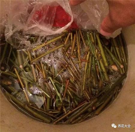 夏天扦插要套上塑料袋吗