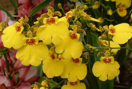 盆栽文心兰怎么浇水视频