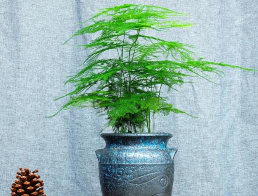 养文竹不能吸烟吗喜爱清洁空气流通环境忌气体刺激(养文竹为什么对人不好)