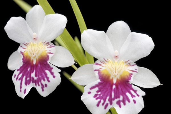 盆栽文心兰怎么浇水(盆栽文心兰怎么浇水视频)