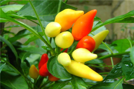 五彩椒的养殖方法和注意事项视频