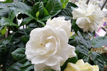 盆栽栀子花叶子枯萎怎么救活