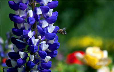 鲁冰花种长什么样