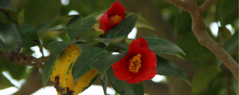 山茶花怎么繁殖繁殖后代的方法(山茶花怎么繁殖(图))