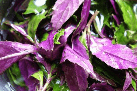 紫背菜有什么功效?