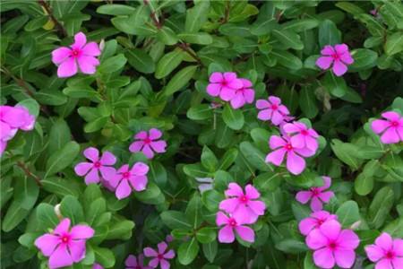 适合家里养的18种花的图片