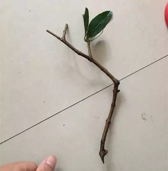 剩水果可以干啥