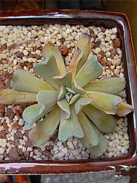 特玉莲长了很多侧芽要剪掉吗