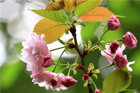 日本晚樱扦插多久生根