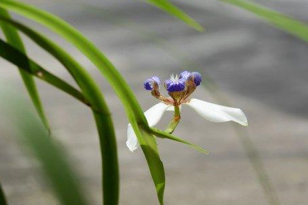 巴西鸢尾叶子太长怎么办呢