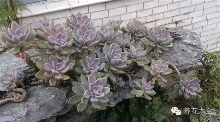 耐寒又不怕晒的植物