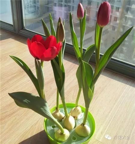 耐寒又不怕晒的植物