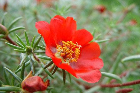 适合家里养的18种花的图片