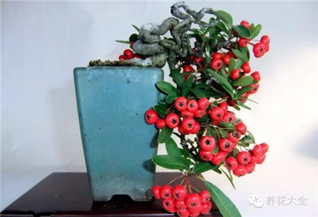 耐寒又不怕晒的植物