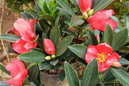 山茶花怎么繁殖(图)