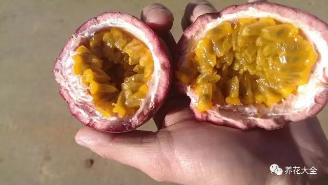 剩水果可以干啥