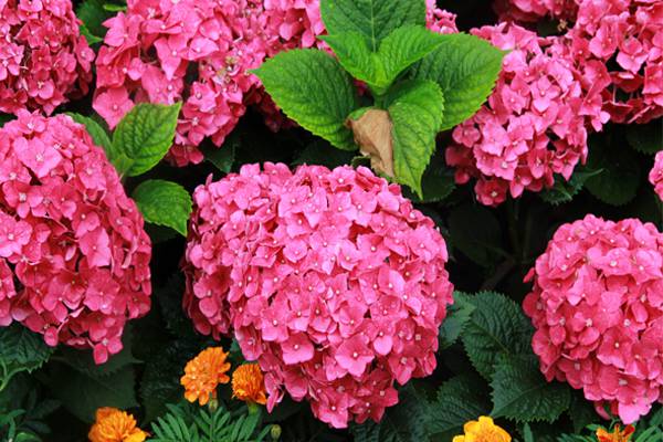 怎样用芽插法繁殖八仙花(八仙花扦插多久生根)