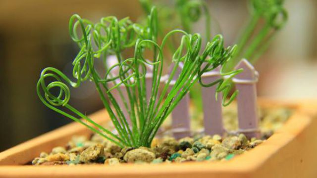 弹簧草的繁殖方法(弹簧草的品种有多少)