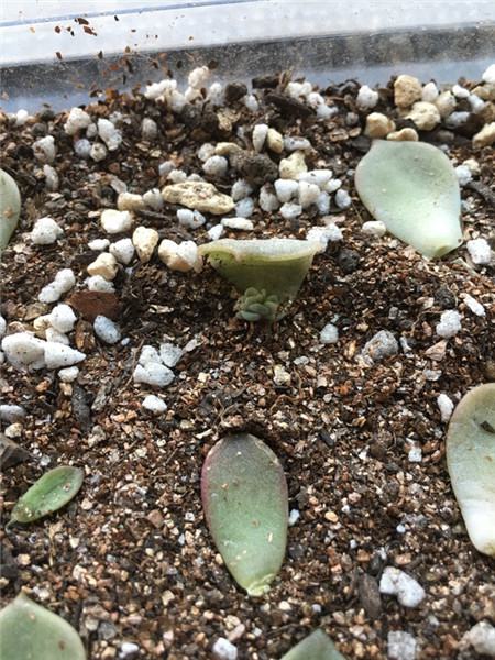 特玉莲长了很多侧芽要剪掉吗