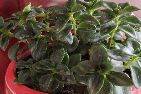 金鱼吊兰对阳光有什么要求