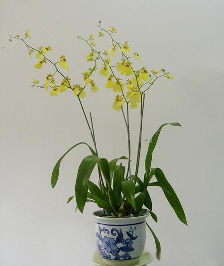 盆栽文心兰怎么浇水视频