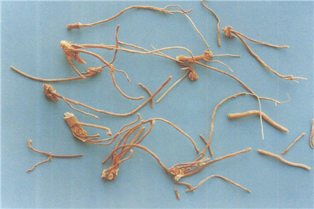 芫花根的功效与作用图片